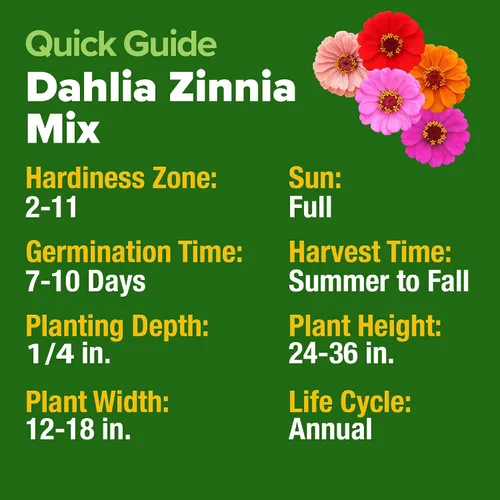 Vista 247 de HOME GROWN Semillas de Hollyhock de doble mezcla de Chater, 200 semillas