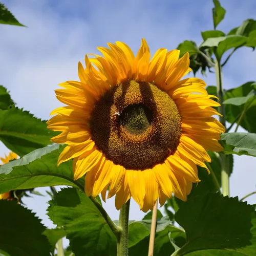 Vista 27 de Eden Brothers Semillas de girasol - Autumn Beauty