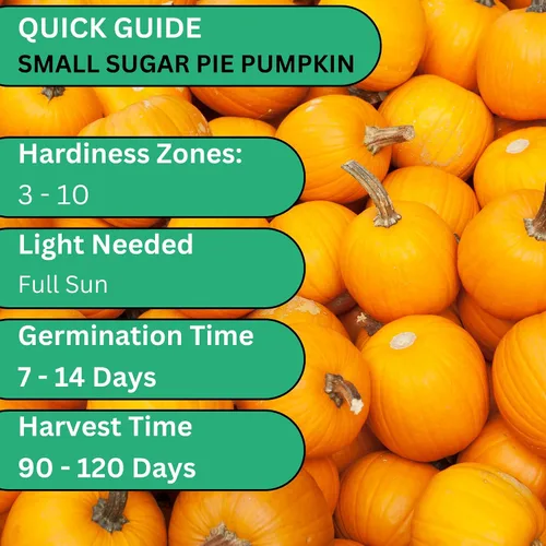 Vista 4 de Woods Creek Seeds: Semillas de calabaza pequeñas de tarta de azúcar para plantar, más de 40 semillas de calabaza tradicionales sin OMG para plantar