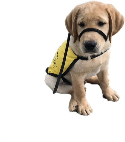 Vista 2 de Not So Fast Rover - Collar para la cabeza de perro sin tirones, talla única, de primera calidad, corrige los tirones de tu perro para paseos más