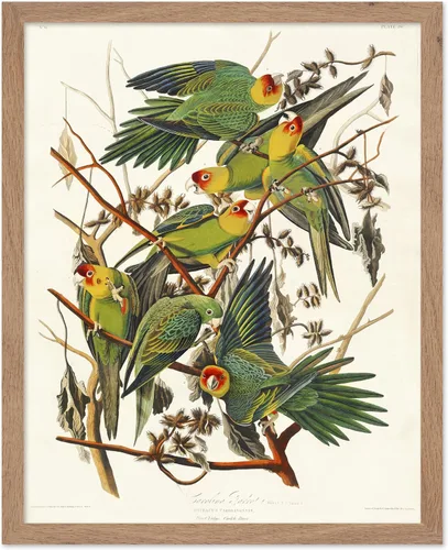 Vista 51 de Poster Master Póster vintage de James Audubon – Impresión retro de amargo americano – Arte de aves de América – Regalo para hombres, mujeres