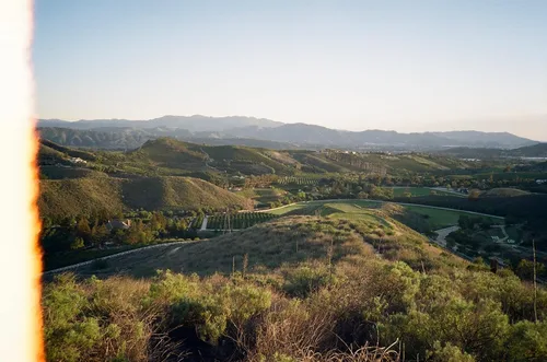 Vista 9 de Hojas de limón orgánicas frescas de California Farm, sin químicos, veganas, sin pulverizar, sin encerar, para té, cocina, hornear, aromaterapia
