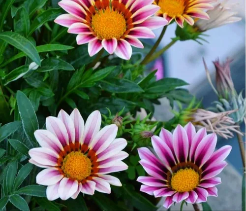Vista 4 de 100 semillas de Gazania mezcla a rayas flores plantas de cobertura del suelo raras crecen fácilmente - PeavyTailor