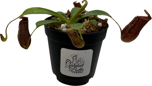 Vista 2 de Nepenthes 'Briggsiana' (N.Lowii x N.Ventricosa Rojo) Planta carnívora tropical en maceta de 2 pulgadas