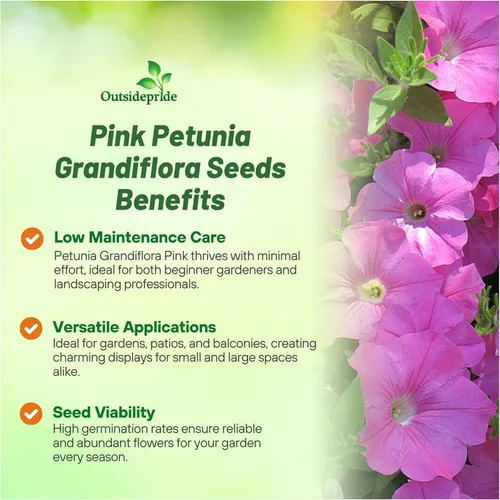 Vista 3 de Outsidepride Pink Petunia Grandiflora Seeds - 250 unidades. Semillas de flores anuales, compactas y versátiles para plantar flores vibrantes de bajo