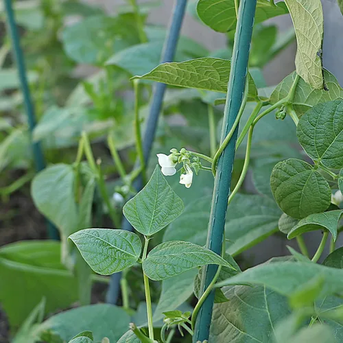 Vista 5 de MECCANIXITY Clip de conector de estacas de plantas de 2.28 pulgadas de largo, clips de hebilla para juntas de tubería para palos de patio, caña