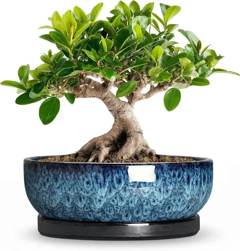 Vista 31 de Succulent Pots, 6 Inch Ceramic Bonsai Pots with Saucer, Blue