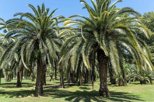 Vista 4 de 10 semillas comestibles de plantas de interior de árbol frutal de Coco Palm Jalea de Palma Pindo Butia Capitata