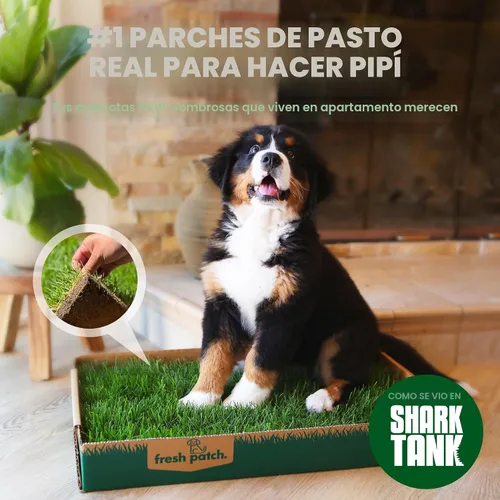 Vista 2 de Fresh Patch Mini parche de césped real para perros, gatos y mascotas pequeñas de menos de 8 libras, almohadillas desechables para orinar