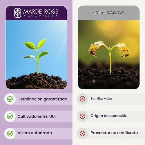 Vista 4 de Caja de pimiento rojo semillas de amapola - Amapola roja alta