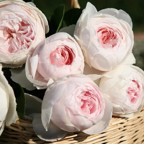 Vista 5 de Earth Angel Parfuma Rose, 1.5 galones en maceta, rosa rubor, planta viva Floraciones en forma de peonía, raíz propia, zonas resistentes 5-10