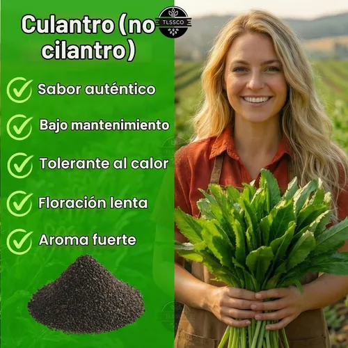 Vista 3 de Más de 3000 semillas de culantro, semillas de hierbas tradicionales para plantar, empernado lento, alternativa de cilantro sabrosa, ideal