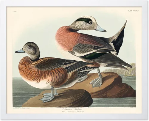 Vista 37 de Poster Master Póster vintage de James Audubon – Impresión retro de amargo americano – Arte de aves de América – Regalo para hombres, mujeres