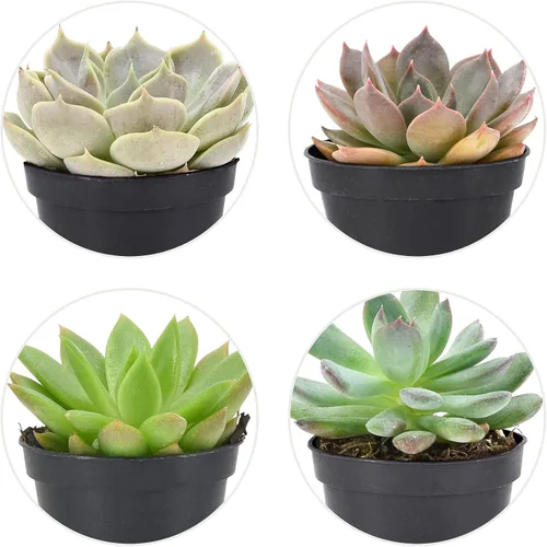 Vista 4 de Arcadia Garden Products Mini suculentas variadas en vivo en maceta de cultivo de 2 pulgadas, paquete de 12, verde (LV66). No se puede enviar a