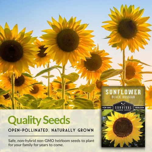 Vista 7 de Paquete de 1 semilla de girasol ruso negro para plantar, paquete con instrucciones para cultivar flores para aceite o alimentación de aves