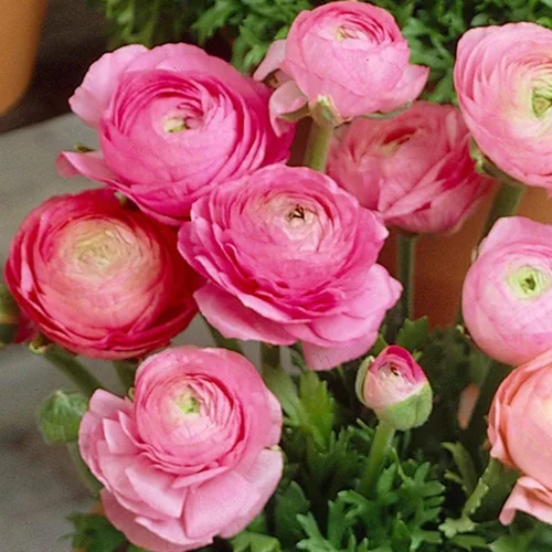 Vista 2 de UtopiaSeeds 12 Corms Pink French Peony Ranunculus Hermosas flores para cultivar