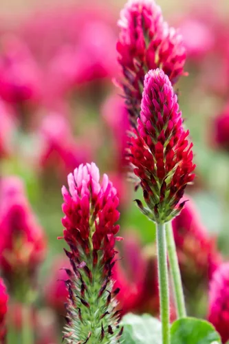 Vista 6 de TomorrowSeeds - Crimson Clover Seeds - 1 Pound - for 2025 Planting USA Garden Flower Italian Blood Red Clovers Winter Annual Cover Crop Non-GMO