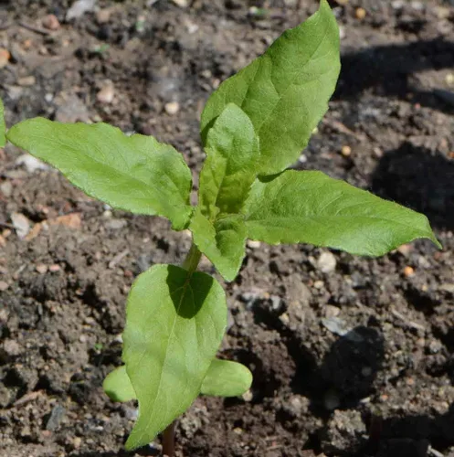 Vista 2 de Semillas de girasol ‘Autumn Beauty’ (Helianthus annuus), paquete de 200 semillas de Seeds2Go
