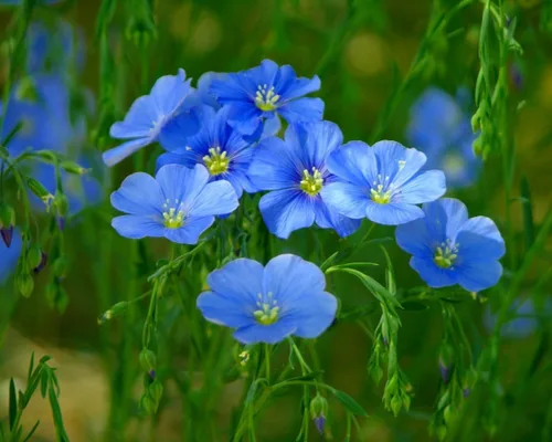 Vista 2 de Linda flor de jardín azul de lino por Seed Kingdom Bulk Wholesale Semillas de 1 libra