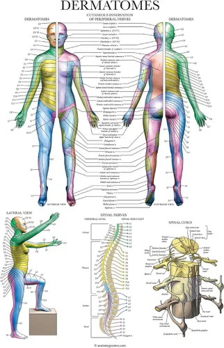 Vista 4 de Palace Learning Paquete de 2 pósteres de anatomía del sistema muscular + tabla anatómica de dermatomas