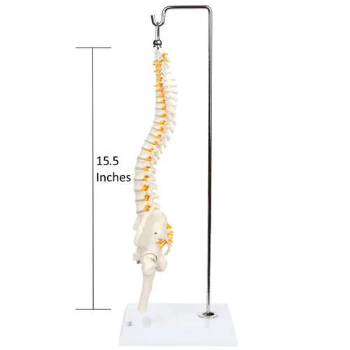 Vista 4 de Axis Scientific mini modelo de anatomía de columna vertebral, incluye nervios y viene con soporte resistente. Nervios espinales, cabezas de fémur