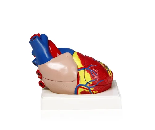 Vista 2 de Parco Scientific Modelo de corazón humano PB00070 3 piezas, tamaño real 3X Muestra detalles de anatomía externa e interna con ventrículos