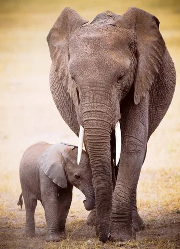 Vista 2 de Eurographics Rompecabezas de 1000 piezas de elefante y bebé