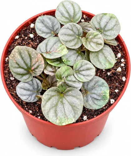 Vista 10 de Peperomia Ecuador Planta viva - Decoración