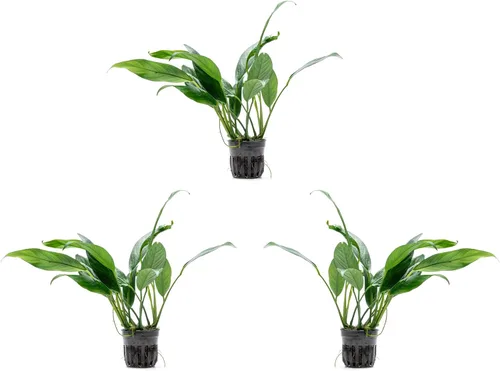Vista 50 de SubstrateSource Plantas vivas – Anubias Hastifolia (Anubias hastifolia) – Luz baja a moderada, hojas en forma de flecha de color verde medio a