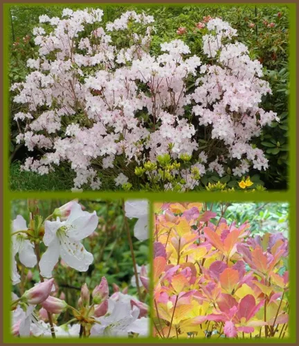 Vista 3 de 50 semillas de flores arbustivas rosadas de arbustos de arbustos de azalea real de Schlippenbachii