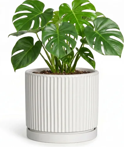 Vista 36 de 8 Inch Flower Pot, Ceramic Planters, Round Plant Pot, Beige