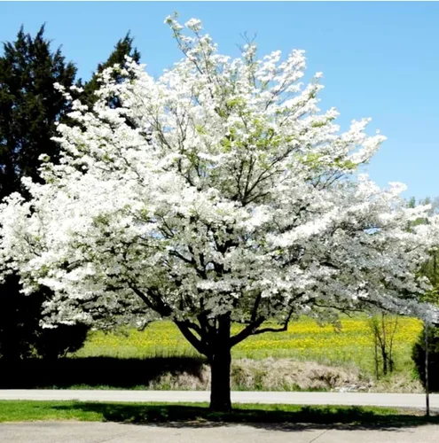 Vista 3 de 20 semillas de cornejo en flor Hermosas semillas de árbol en flor para plantar - Cornalina