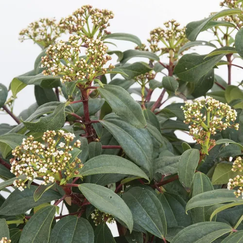 Vista 2 de Garden Debut Moonlit Lace Viburnum - Arbusto de flores vivas, 3 galones