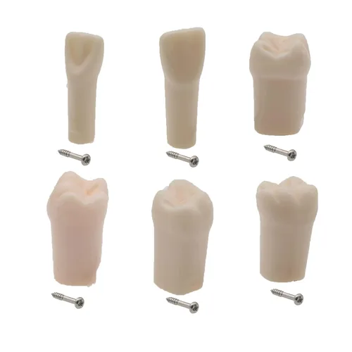 Vista 9 de Modelo de estudio de dientes de práctica de Typodont dental, modelo de estudio, dientes de repuesto individual, enseñanza de estudiantes