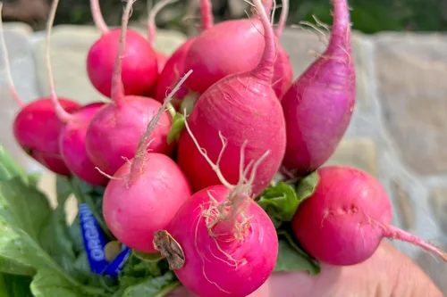 Vista 3 de Plant Good Seed Semillas de rábano Organic Pink Beauty – Paquete de 125, semillas tradicionales para plantar verduras – Suministros de jardinería