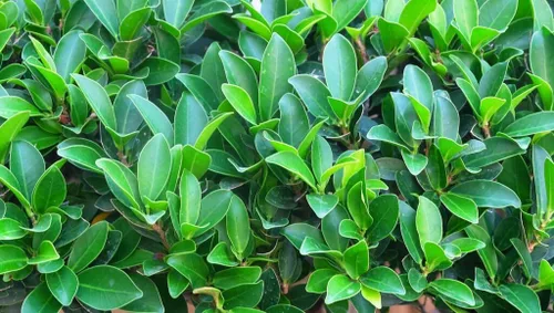 Vista 3 de Green Island Ficus 3 plantas vivas Ficus Microcarpa Exuberante planta ornamental para interiores y exteriores - Fácil cuidado y crecimiento