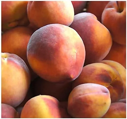 Vista 8 de Prunus persica nemaguard (Nemaguard Peach) Semillas de árboles frutales, portainjertos populares utilizados en el cultivo de melocotoneros, semillas