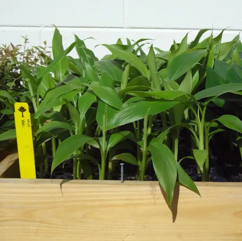 Vista 2 de Plantas de plátano Basjoo incluye cuatro (4) plantas resistentes al frío