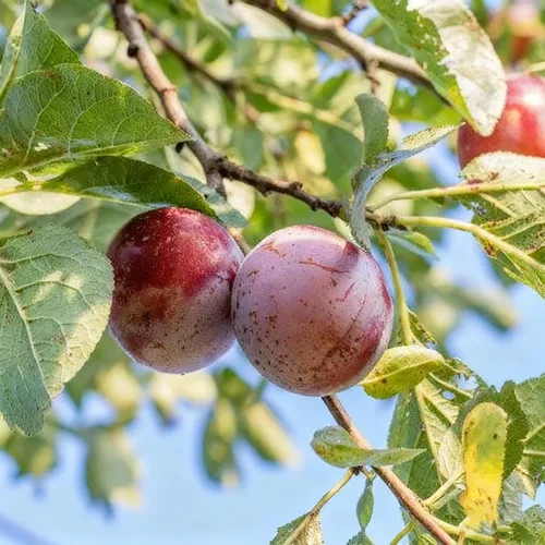 Vista 7 de 10 semillas Prunus Domestica para plantar, semillas de árbol frutal de ciruelo perenne, semillas de árboles frutales sin OMG para el jardín