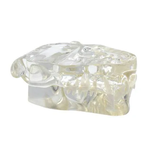 Vista 3 de Modelo de dientes felinos de resina transparente Felidae,Modelo de dientes de gato,Modelo de dentición de gato
