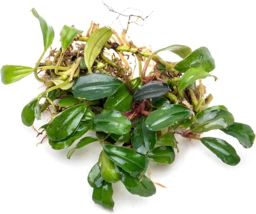 Vista 31 de SubstrateSource Bucephalandra Brownie Phantom - Planta de acuario viva – Decoración natural de pecera de agua dulce, decoración acuática