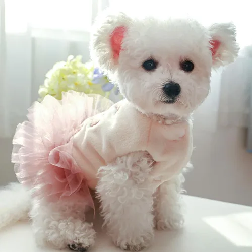 Vista 5 de Abrigo de invierno para perro, chaqueta acolchada para perro, camisas para perro, ropa impresa para mascotas, chalecos de falda de algodón en clima