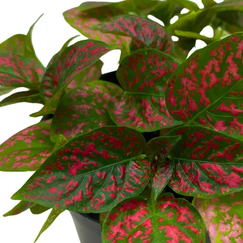Vista 4 de BubbleBlooms Red Hypoestes Phyllostachya en una planta de flamenco de lunares de 4 pulgadas