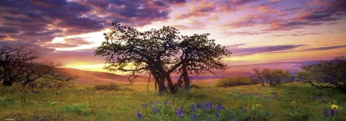 Vista 5 de Heye Oak Tree - Rompecabezas panorámico de 2000 piezas