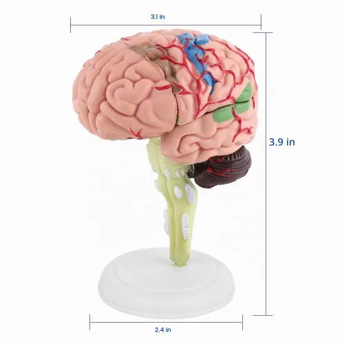 Vista 8 de Modelo de cerebro de anatomía 4D Desmontado Modelo de cerebro humano Anatomía estructural Herramienta de aprendizaje de enseñanza médica