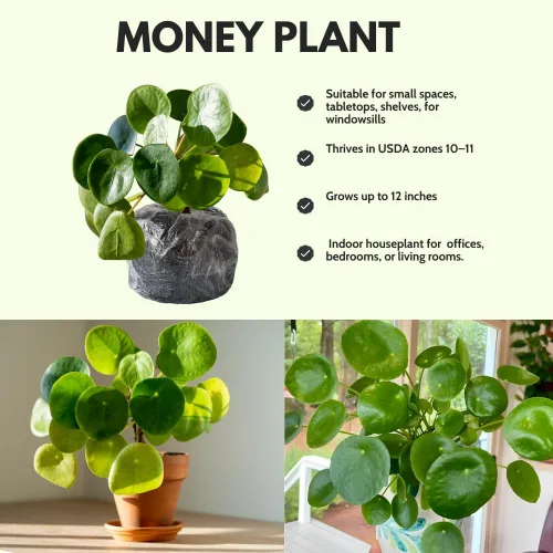 Vista 4 de Planta de dinero vivo, plantas Pilea Peperomioides, 5-7 pulgadas de alto, planta