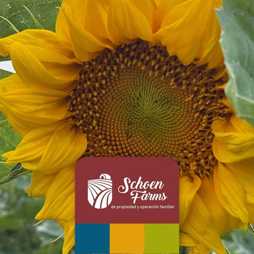 Vista 9 de Schoen Farms Semillas de girasol de aceite negro para pájaros (6 libras)