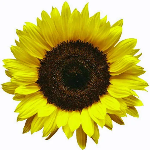 Vista 3 de Girasol, Lemon Queen, más de 20 semillas grandes, hermosas y coloridas flores