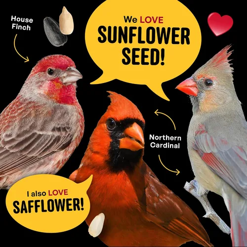 Vista 8 de Cool Birds Cardinal & Crew Semilla para Aves Silvestres – 10 lb. Girasol de Aceite Negro, Corazones de Girasol y Mezcla de Cártamo para Cardenales