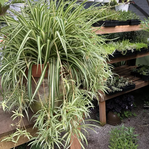 Vista 5 de Smoke Camp Crafts - Orgánico - Trío de Plantas Araña